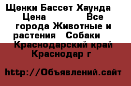 Щенки Бассет Хаунда  › Цена ­ 25 000 - Все города Животные и растения » Собаки   . Краснодарский край,Краснодар г.